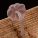 Mycena tubarioides - Photo (c) Alison Pollack, some rights reserved (CC BY-NC), uploaded by Alison Pollack