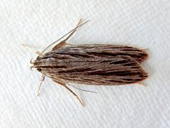 Leistarcha scitissimella