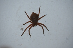Neosparassus diana