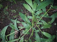 Paspalum repens