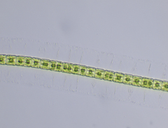 Hyalotheca
