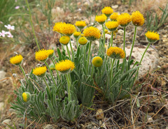 Erigeron chrysopsidis austiniae