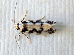 Lichenaula melanoleuca