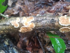 Steccherinum bourdotii