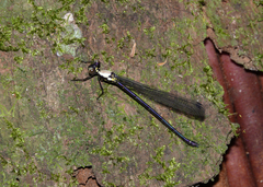 Austroargiolestes chrysoides