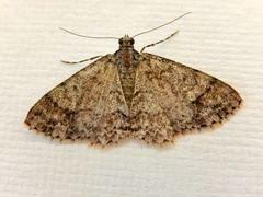 Myrioblephara desumpta