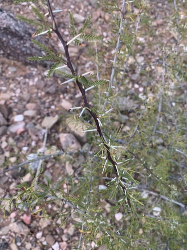 Viscid acacia