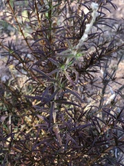 Trichostema lanatum