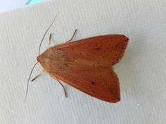 Mythimna convecta