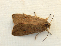 Mythimna convecta