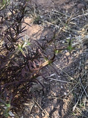 Trichostema lanatum
