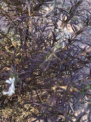Trichostema lanatum