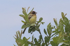 Emberiza aureola