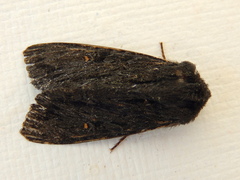 Neumichtis nigerrima