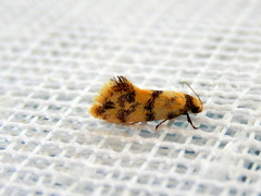 Olbonoma triptycha