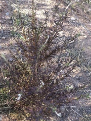Trichostema lanatum