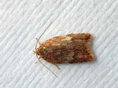 Oligoloba severa