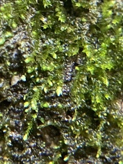 Cephalozia bicuspidata