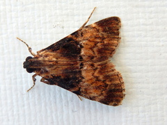 Orthaga thyrisalis