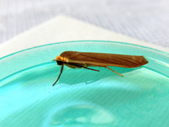 Palaeosia bicosta