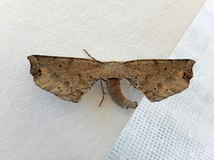 Parepisparis excusata