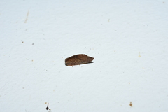 Drepanacra binocula