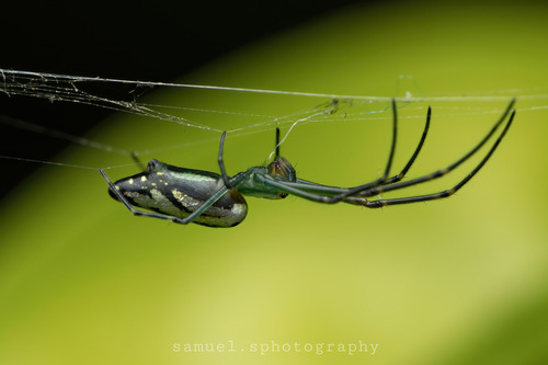 Decorative Vleispider