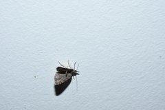 Diplopseustis perieresalis