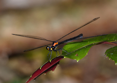 Austroargiolestes chrysoides