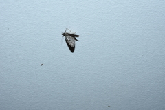 Diplopseustis perieresalis