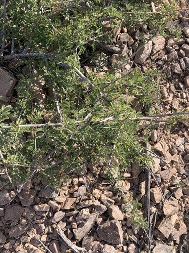 Catclaw Acacia