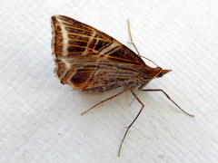 Phrataria transcissata