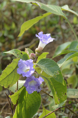 Strobilanthes callosa