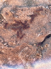 Pogonomyrmex imberbiculus