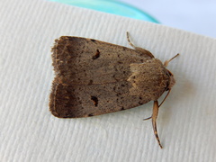 Proteuxoa hypochalchis