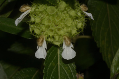 Leucas aspera