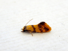 Psaroxantha calligenes