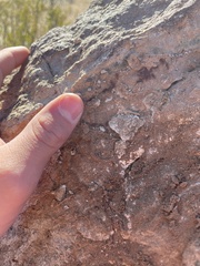 Pogonomyrmex imberbiculus