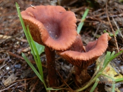 Lactarius hepaticus