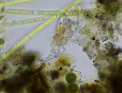 Cephalodella forficula