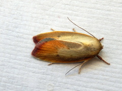 Ptyoptila matutinella