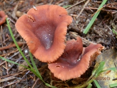 Lactarius hepaticus