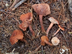 Lactarius hepaticus