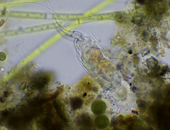 Cephalodella forficula