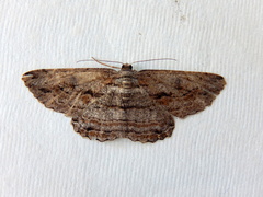 Scioglyptis chionomera