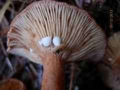 Lactarius hepaticus