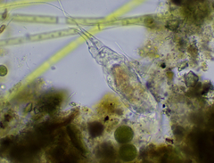 Cephalodella forficula