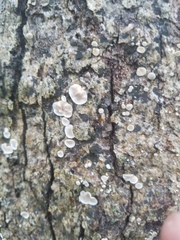 Aleurodiscus oakesii