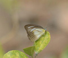 Appias lyncida