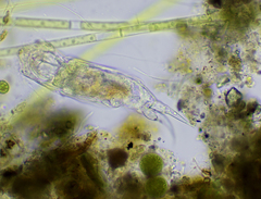 Cephalodella forficula